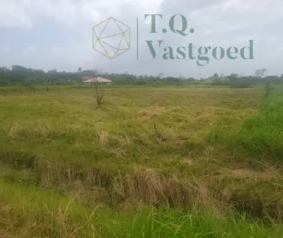 Foto van Cassialaan