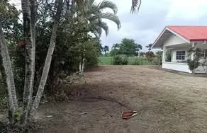 Foto van Rotanpalmlaan