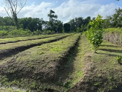 Foto van Palissadeweg