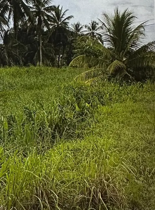 Foto van koewarasan