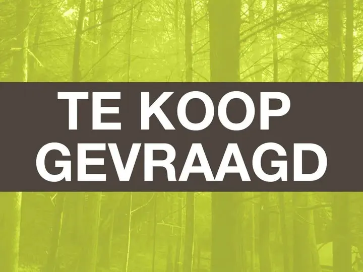 Foto van geyersvlijt